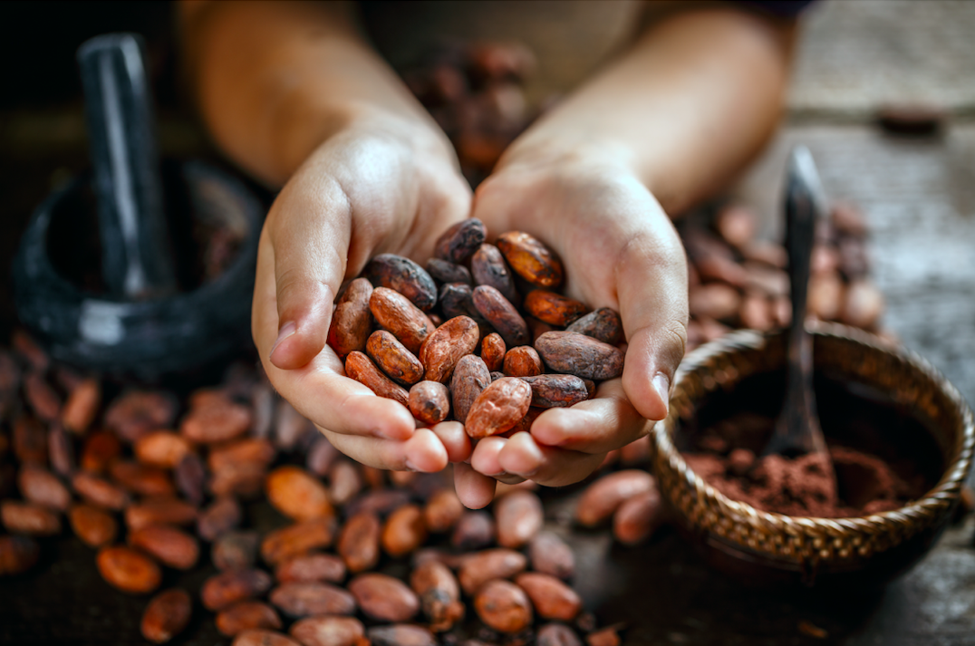 Fèves de cacao